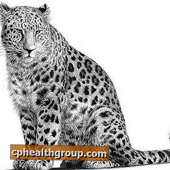 Як намалювати леопарда