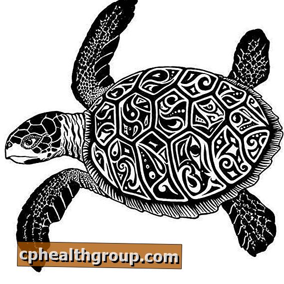 Come disegnare una tartaruga