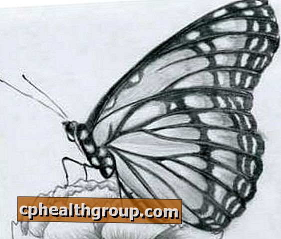 Kako nacrtati leptira
