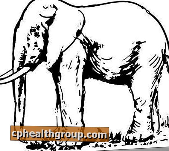 Kako nacrtati slona