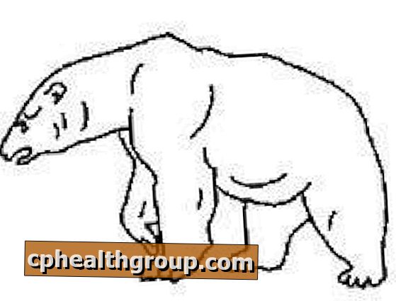 Как нарисовать белого медведя шаг за шагом