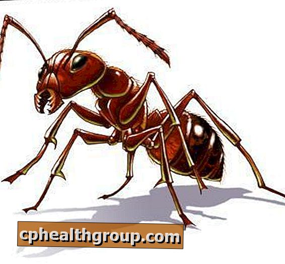 Jak nakreslit mravence