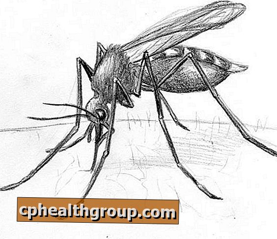 Hvordan tegne en mygg