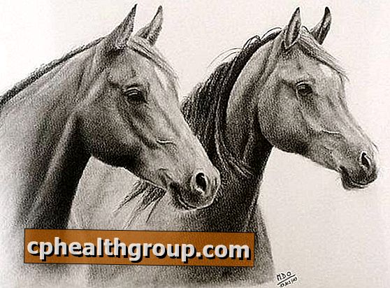Hvordan tegne portretter av hester