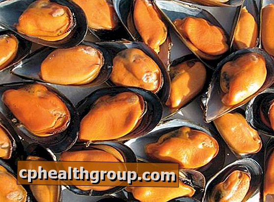 Vad är fördelarna med musslor