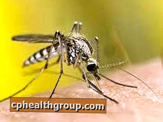Wie behandelt man Chikungunya?