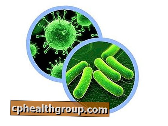 Mi a különbség a baktériumok és a vírusok között