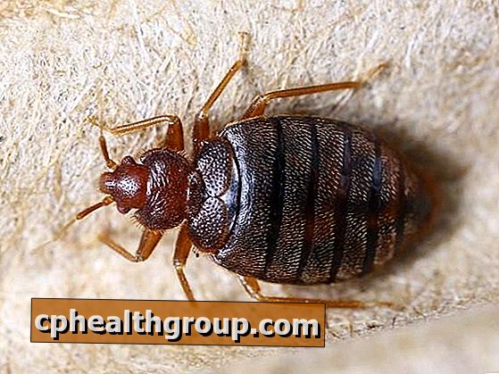 Kako spriječiti Chagasovu bolest