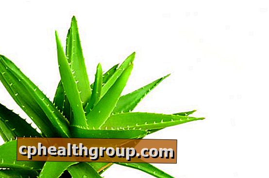Aloe Vera, avagy a természetes egészség kulcsa