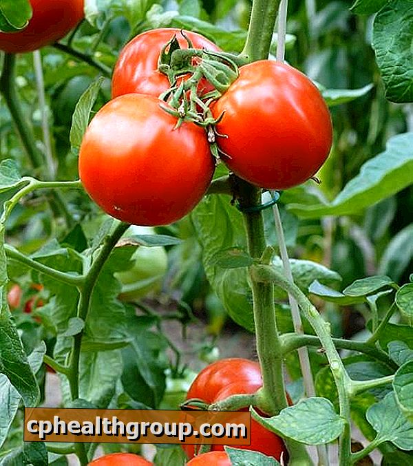 Kaip išvengti kenkėjų pomidorų augaluose