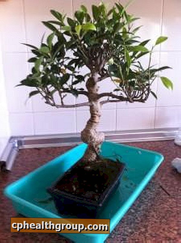 Ako zalievanie funguje a kedy ju používať v bonsai