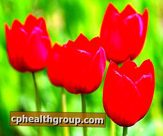 Aký je význam červeného tulipánu