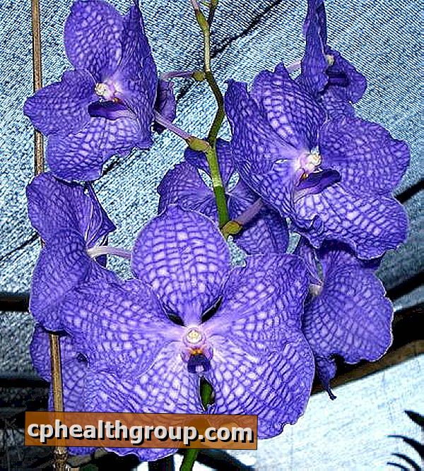 Kako rastu plave orhideje