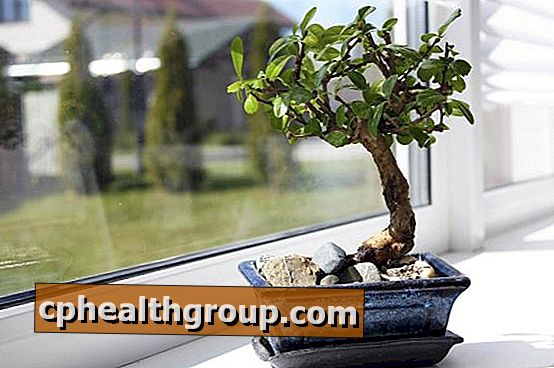 10 sfaturi simple pentru cultivarea unui bonsai