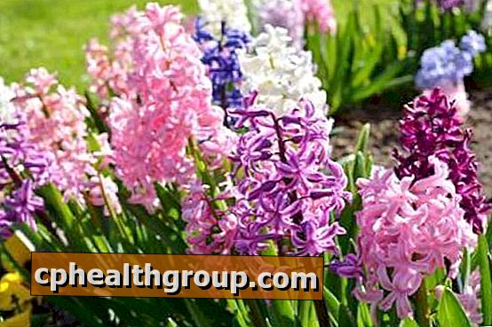 Jak se starat o hyacinty