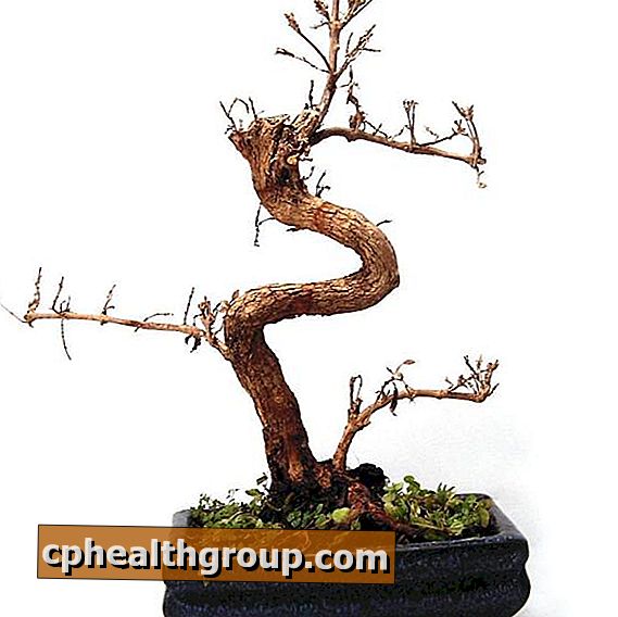 Typer av podning i en bonsai