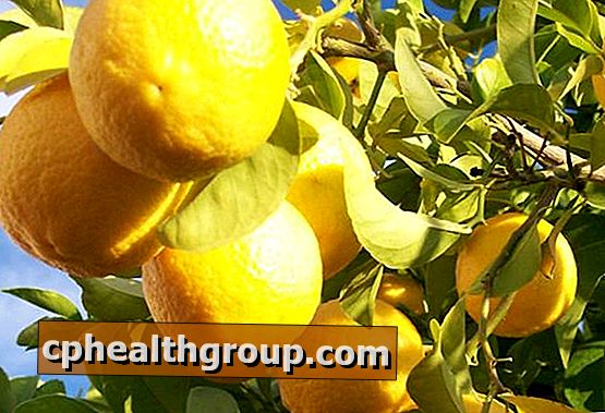 Hur man planterar ett citronträd