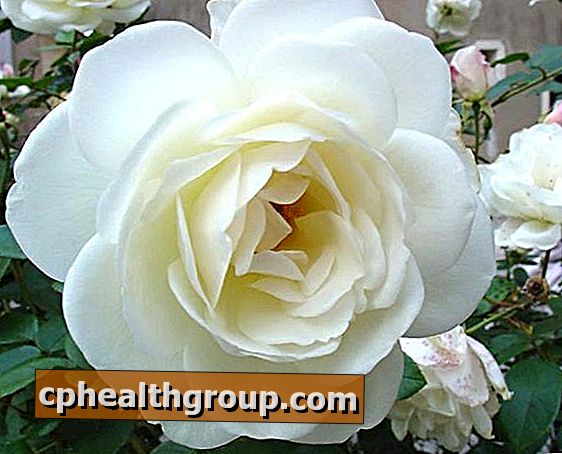 Mis on valge rooside tähendus