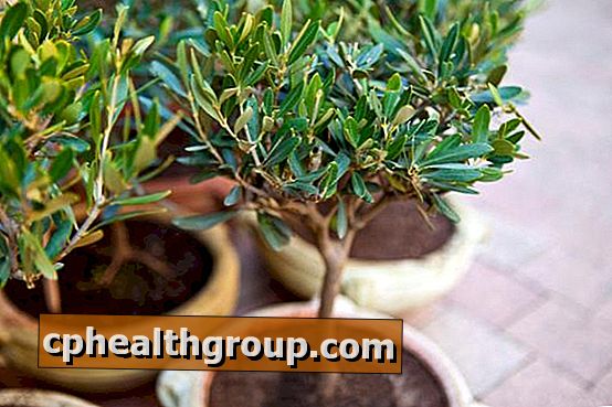 Kuidas hoolitseda oliivipuu eest potis
