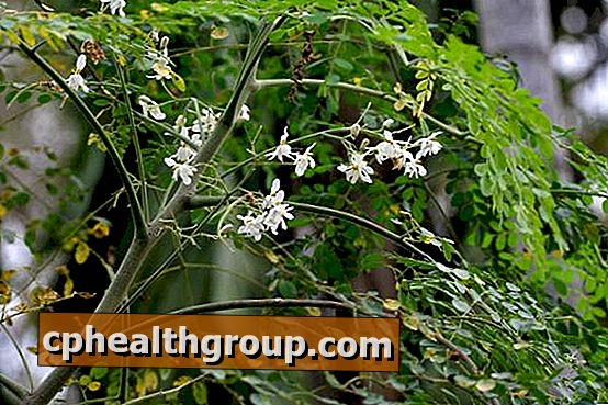 Как да засадите moringa у дома - стъпки и съвети