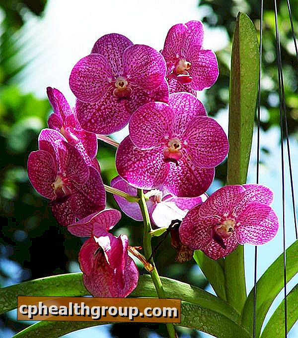 Як доглядати за орхідеями влітку