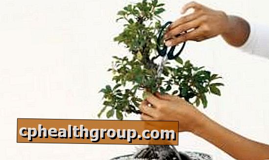 Narzędzia potrzebne do opieki nad bonsai