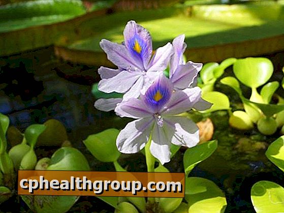 Ako sa starať o vodný hyacint doma