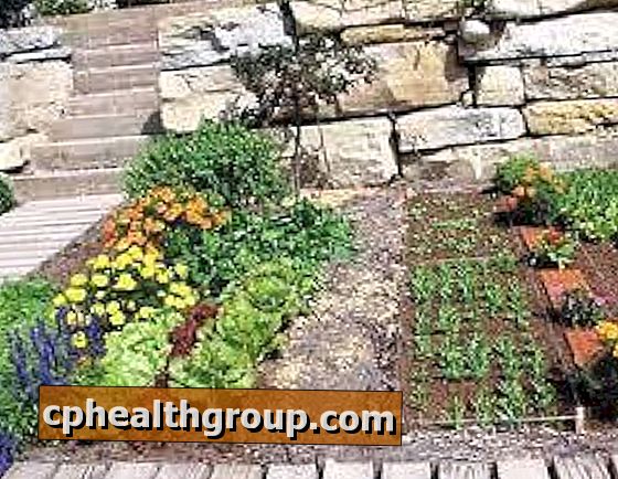 Como fazer um jardim orgânico caseiro