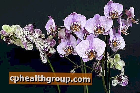 Orchidėjų priežiūra žiemą - praktinis vadovas