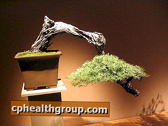 Hoe een bonsai pot te kiezen