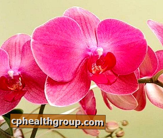 Как да поливаме орхидеите