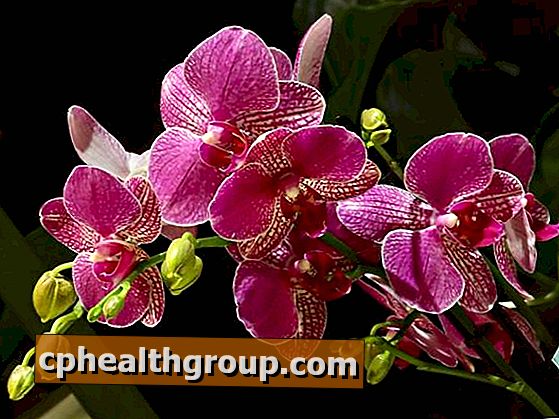 Hoe een orchidee te snoeien
