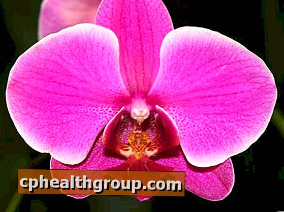 Orkideer hjemme: dyrke, omsorg og vann