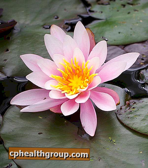 Comment prendre soin de la fleur de lotus