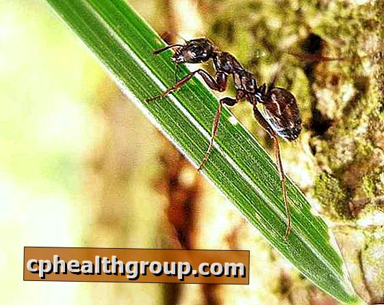 Wie kann man Ameisen aus Pflanzen entfernen?