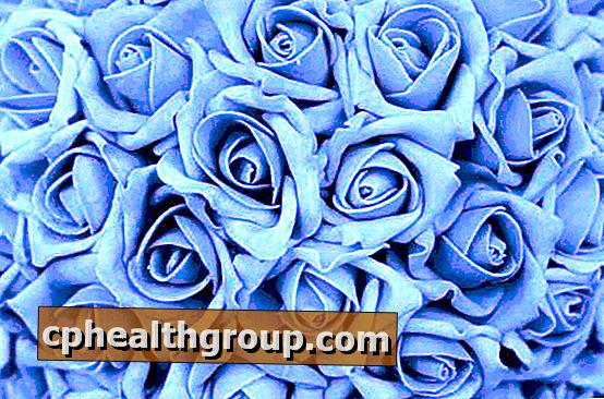 Kako rastu plave ruže