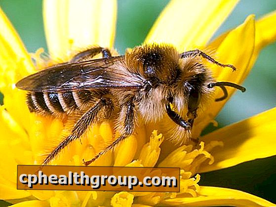 Jak vyděsit včely