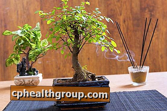 Miten karsia bonsai-oksat ja juuret