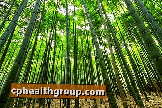 Jak rostl bambus