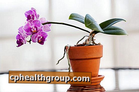 Pourquoi mon orchidée ne fleurit pas