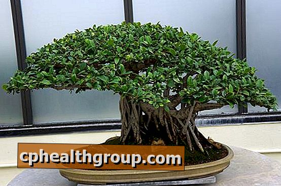 Hoe zorg je voor een bonsai in de winter