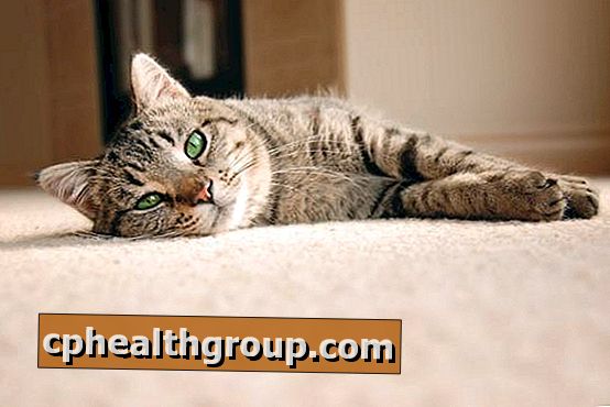 Как да се елиминира миризмата на урината на котката върху килима