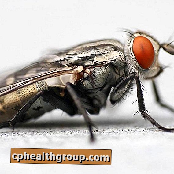 Jak wyeliminować muchy z domowymi środkami zaradczymi