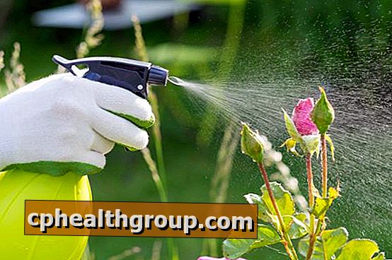 Domača sredstva za boj proti škodljivcem v vaših rastlinah