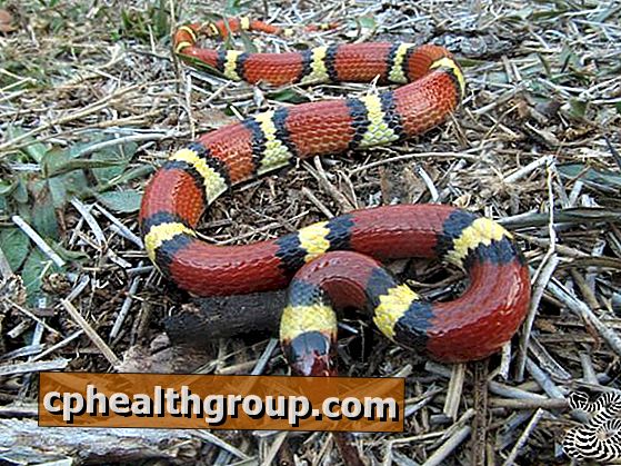 Comment éviter les serpents dans le jardin - les meilleures astuces