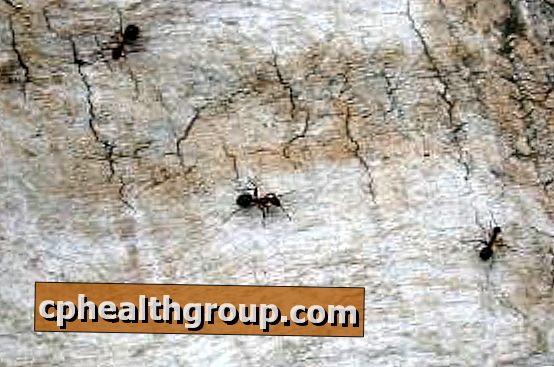 Početna sredstva protiv mrava