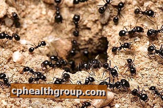 Kuidas eemaldada sipelgad aias