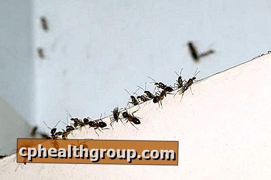 Cum sa faci un insecticid de casa pentru a elimina furnicile