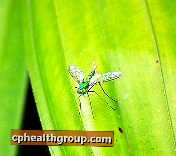 Jak vyděsit komáry přírodními produkty