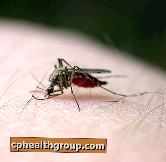 Comment traiter les piqûres de moustiques infectés